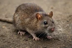 Traitement contre les rats et souris, dératisation à Nantes 44000 Loire-Atlantique